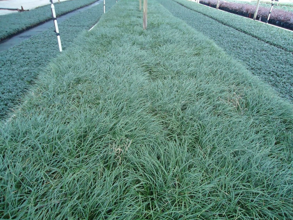 New and Healthy Standard MONDO GRASS -- 100 bare-root starts -- Border Plant -- Groundcover