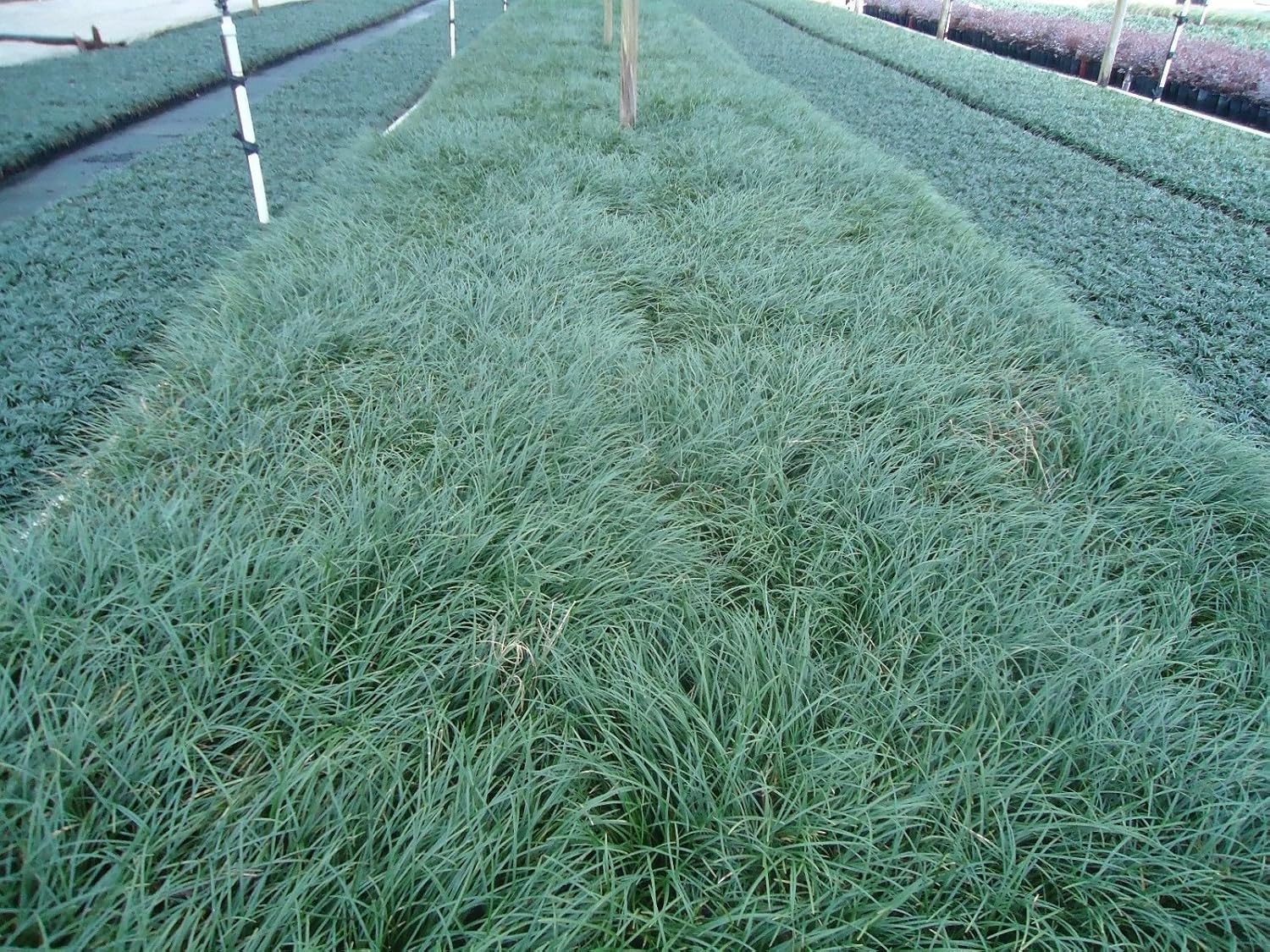 New and Healthy Standard MONDO GRASS -- 100 bare-root starts -- Border Plant -- Groundcover