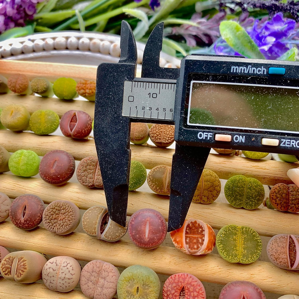 Lithops Succulent Plants Live – 0.4-0.6" 100 Pcs Rare Living Stones Mix, Succulents Bare Root Without Pot & Soil, Easy-Care Indoor Office Desk Decoration, Unique Plant Gifts for Succulent Lovers