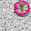 Perlite for Plants, Extra Coarse Grade 4 Horticultural Perlite, Organic Perlite for Gardening Indoor & Outdoor, Made in USA (20 quarts)