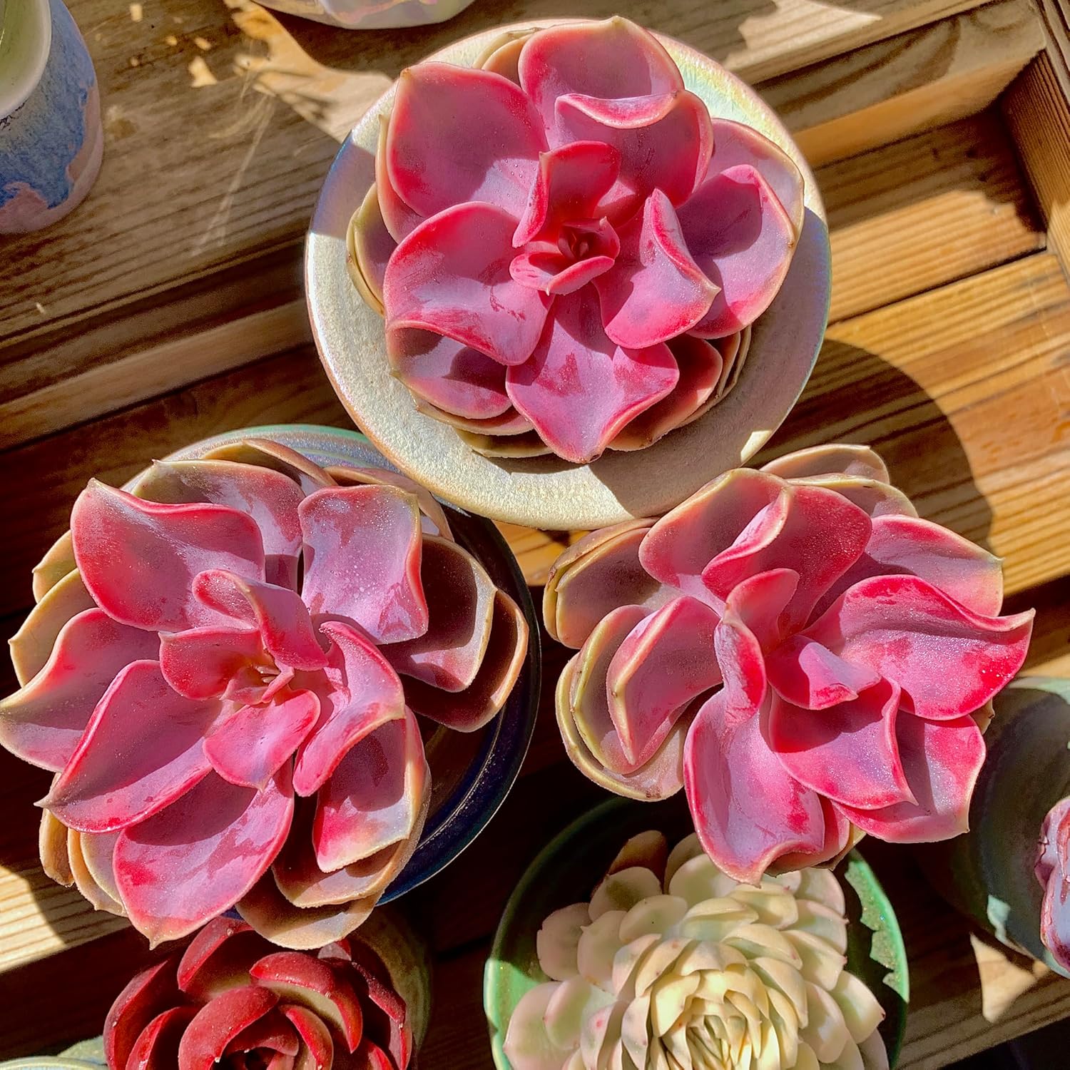 Echeveria Rainbow Variegated Rare Live Succulent Plants, Pink 1 Head 3.5" Live Plant, Package Without Pot & Soil, Garden Indoor Office Desk, Wedding Party Baby Shower Decoration, Friend Lovers Gifts