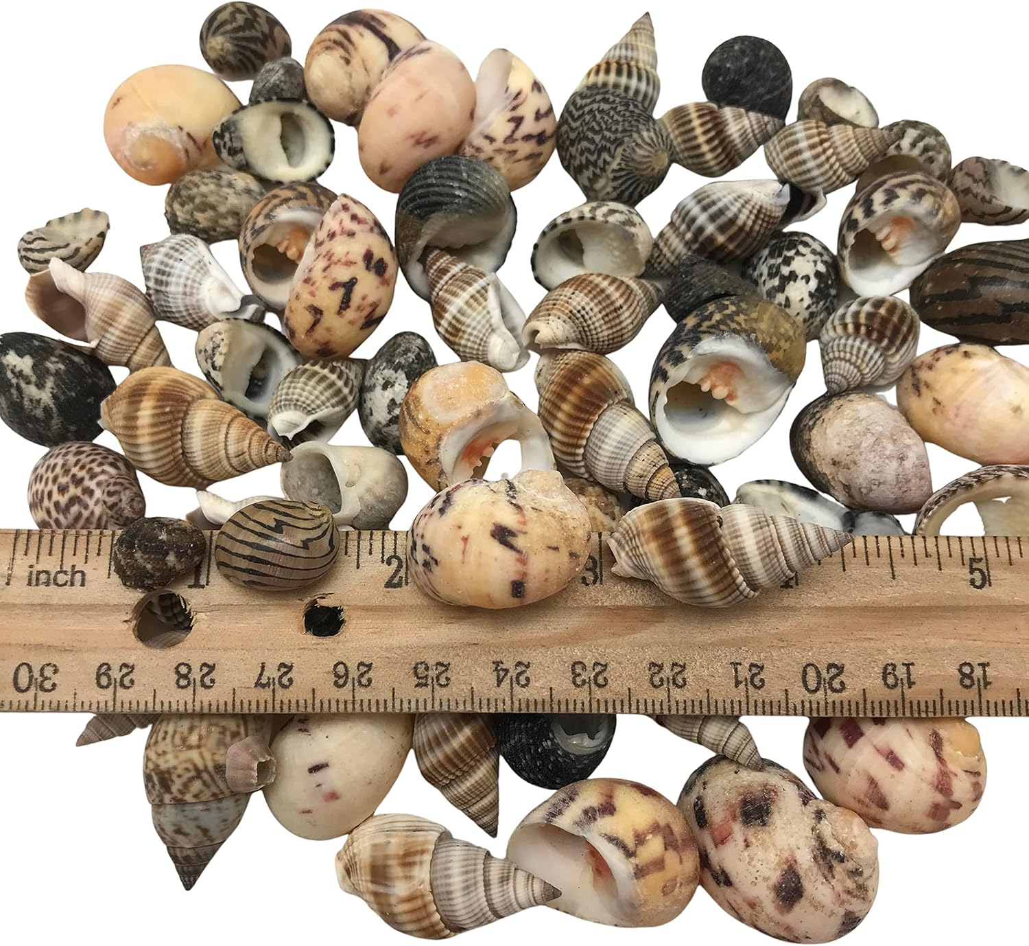 PEPPERLONELY Small Mix Sea Shells, Very Clean, 6 OZ Apprx., 1/2 Inch ~ 1-1/4 Inch