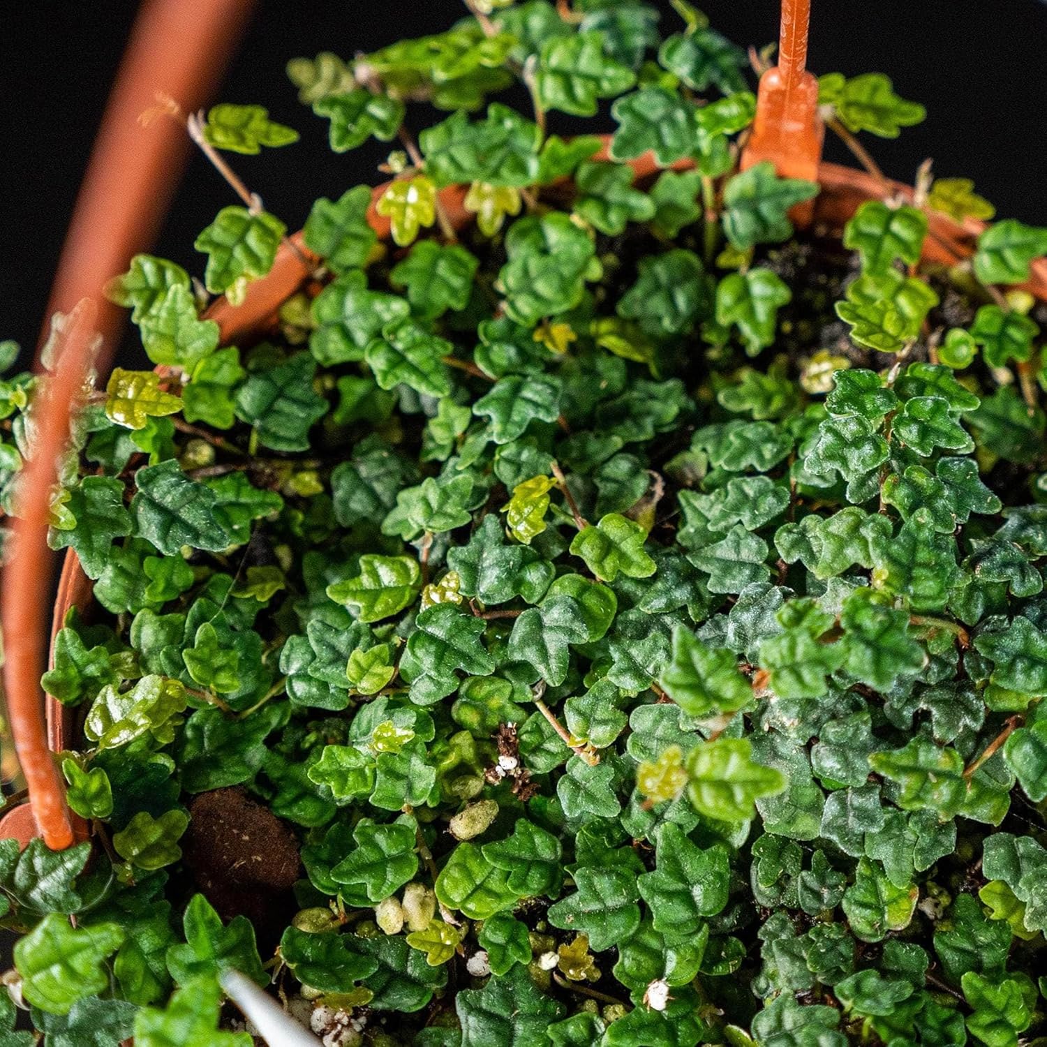 Ficus Pumila Quercifolia | 10 Live Plants | Oak Leaf Creeping Fig, Easy-Care Indoor/Outdoor Trailing Vine Plant, Perfect for Walls and Ground Cover
