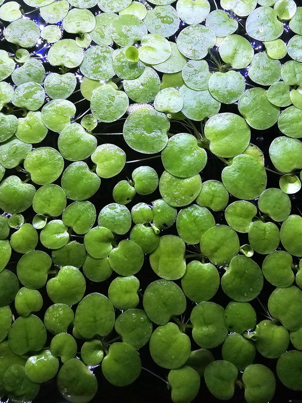 20+ Leaves Amazon Frogbit (Limnobium Laevigatum) - Live Floating Plant for Aquarium