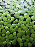 20+ Leaves Amazon Frogbit (Limnobium Laevigatum) - Live Floating Plant for Aquarium