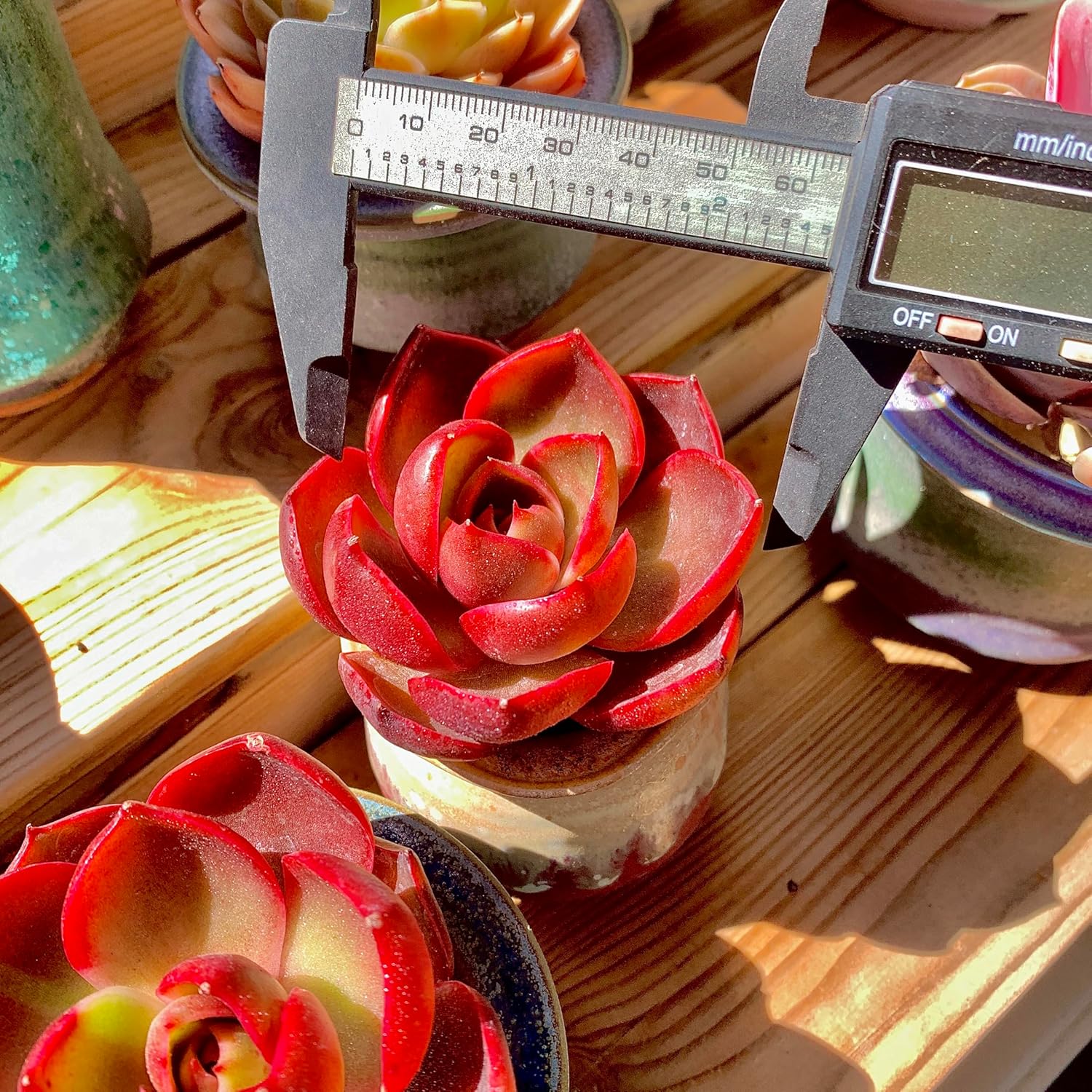 FWPP Live Succulents Plants Echeveria Red Lantern 2.5 inches,Rare red Succulents Bare Root Without Pot Soil, Live Plants Indoor Office Decoration Wedding and Gift