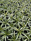 Spider Plants Live House Plants ~ Collectors Pack 6 Varieties ~ Airplane, Reverse, Hawaiian, Bonnie Curly, OG Green and Reg Green - 12 Live Starter Plants