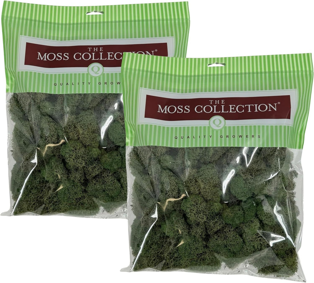 Quality Growers - Preserved Reindeer Moss - Moss for Crafts, Home Decor, Art, Design & DIY Projects - Non-Toxic - USA Made (Basil, Medium, 2-Pack)