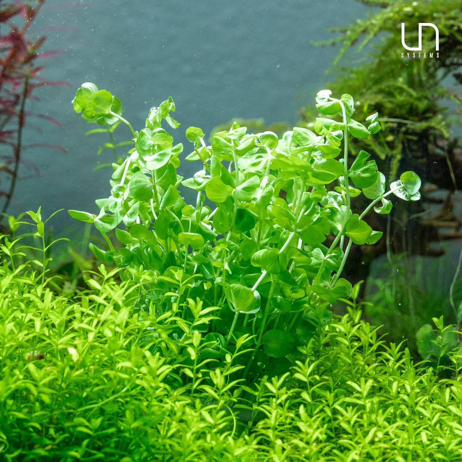 Ultum Nature Systems Micranthemum Monte Carlo Tissue Culture Live Plant for Aquarium, Aquascape, Freshwater Planted Fish Tanks - 100% Snail Free in Vitro