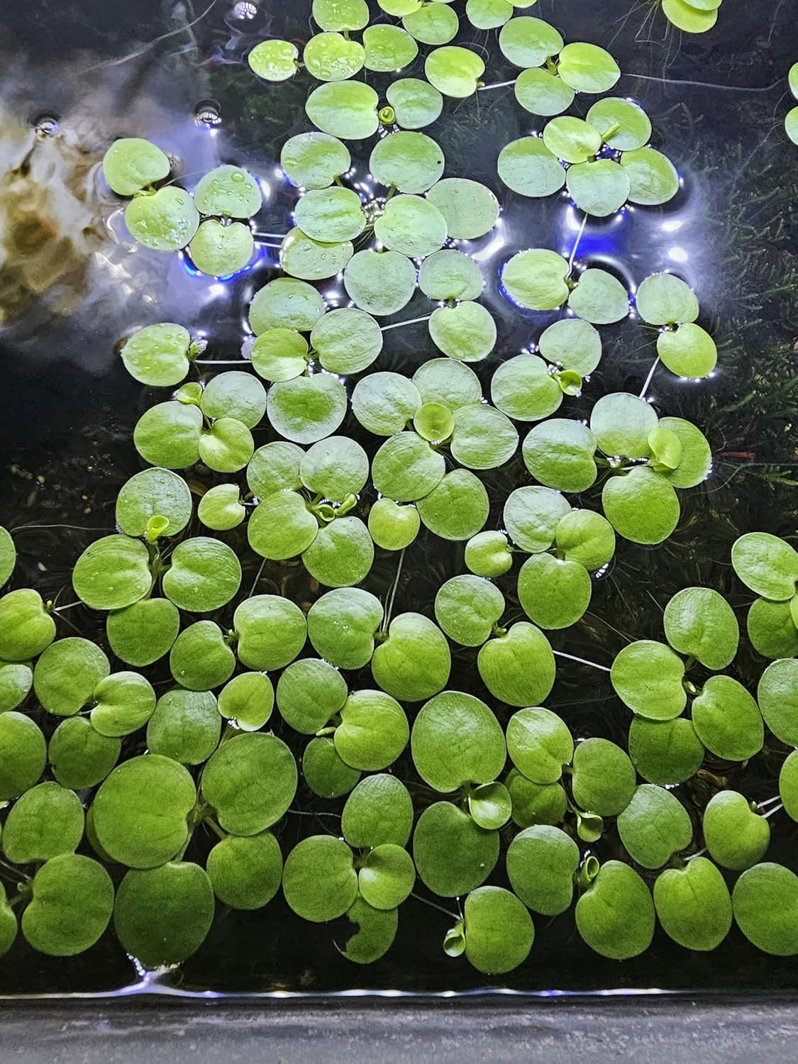 20+ Leaves Amazon Frogbit (Limnobium Laevigatum) - Live Floating Plant for Aquarium
