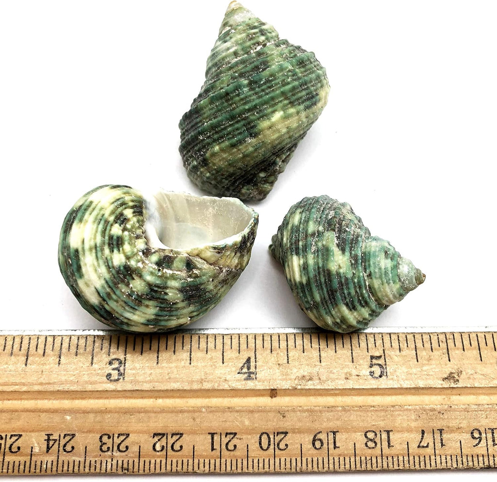 PEPPERLONELY Silver Mouth Green Turbo Hermit Crab Sea Shells, 8 OZ Apprx. 4/3 Inch ~ 1-4/3 Inch