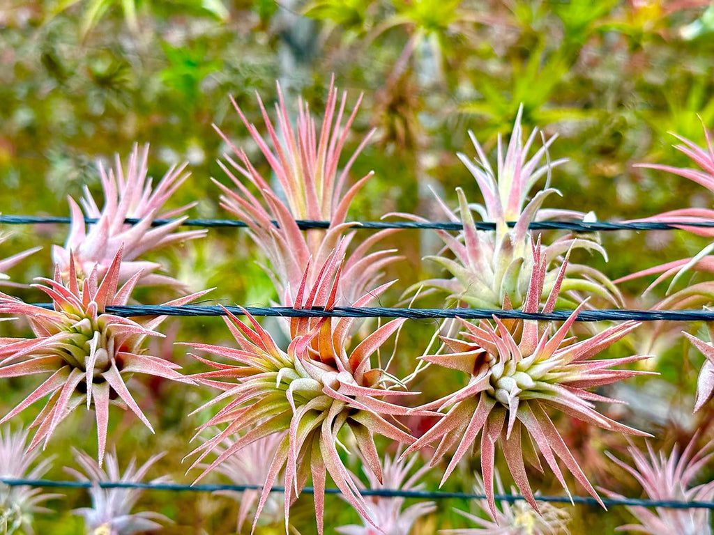 ragnaroc Air Plants Bulk - Tillandsia Ionantha Wholesale Pack, Regular 1-3" - 25ct - Live Arrival Guaranteed - House Plants for Home Decor & Gift