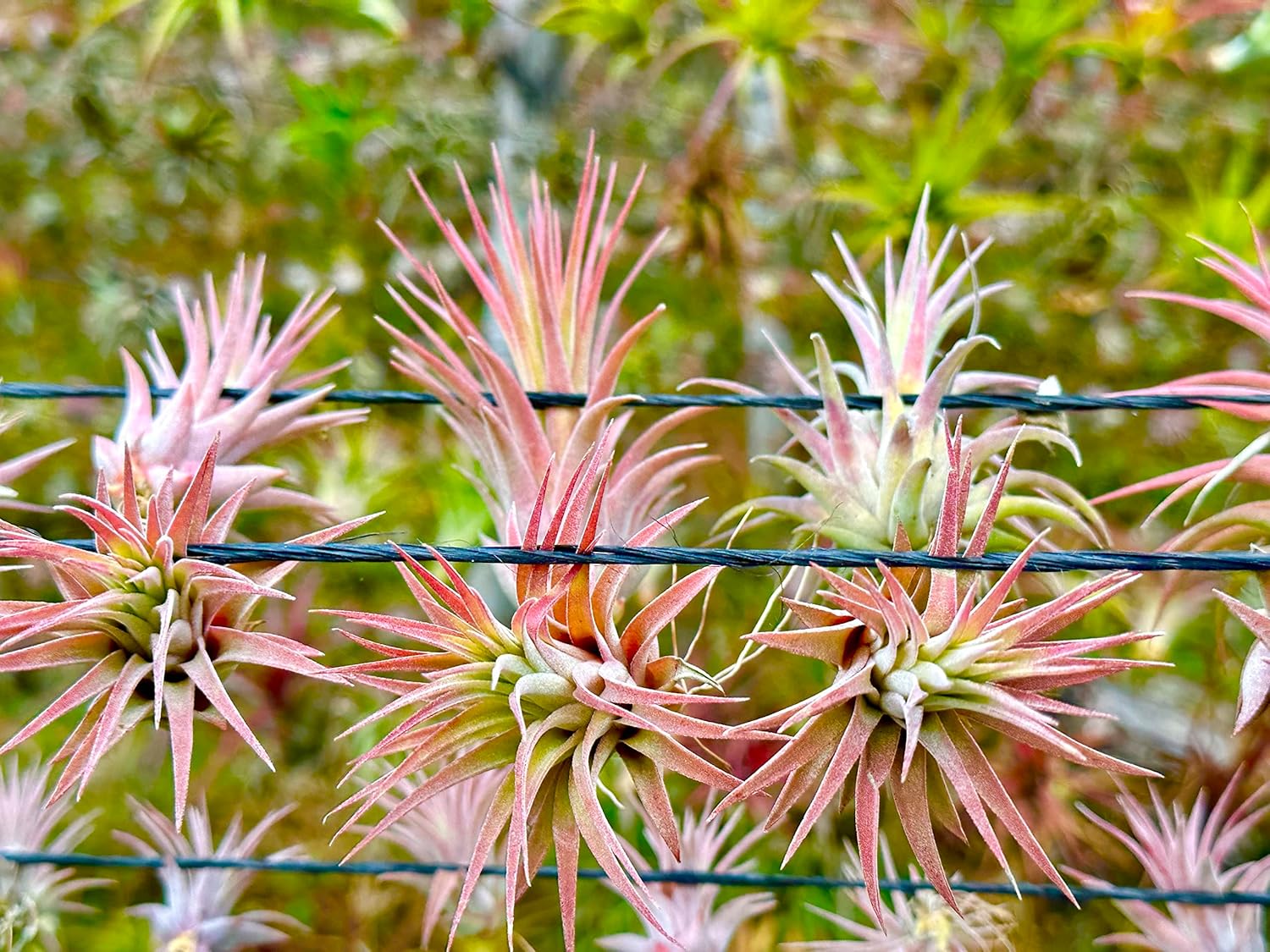 ragnaroc Air Plants Bulk - Tillandsia Ionantha Wholesale Pack, Regular 1-3" - 25ct - Live Arrival Guaranteed - House Plants for Home Decor & Gift