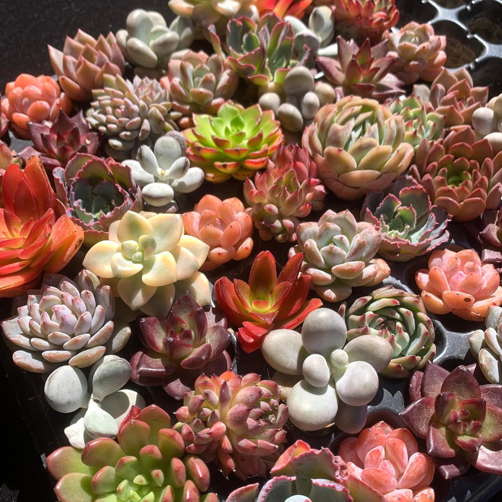 Mix DIY Rare Live Succulent Plants, 0.5-1,5" Random Mystery Bulk Succulent Live Plant, Without Pot & Soil, 6/12/24 Pcs, Garden Indoor Office Desk Decoration, Plant Gifts (12)
