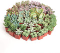 Shop Succulents Assorted Succulent Plant Pack Collection - Live Mini Succulent Plants, Low Maintenance, Mixture of Colors & Textures - Wedding and Party Favors, Gift & Garden, Pack of 32