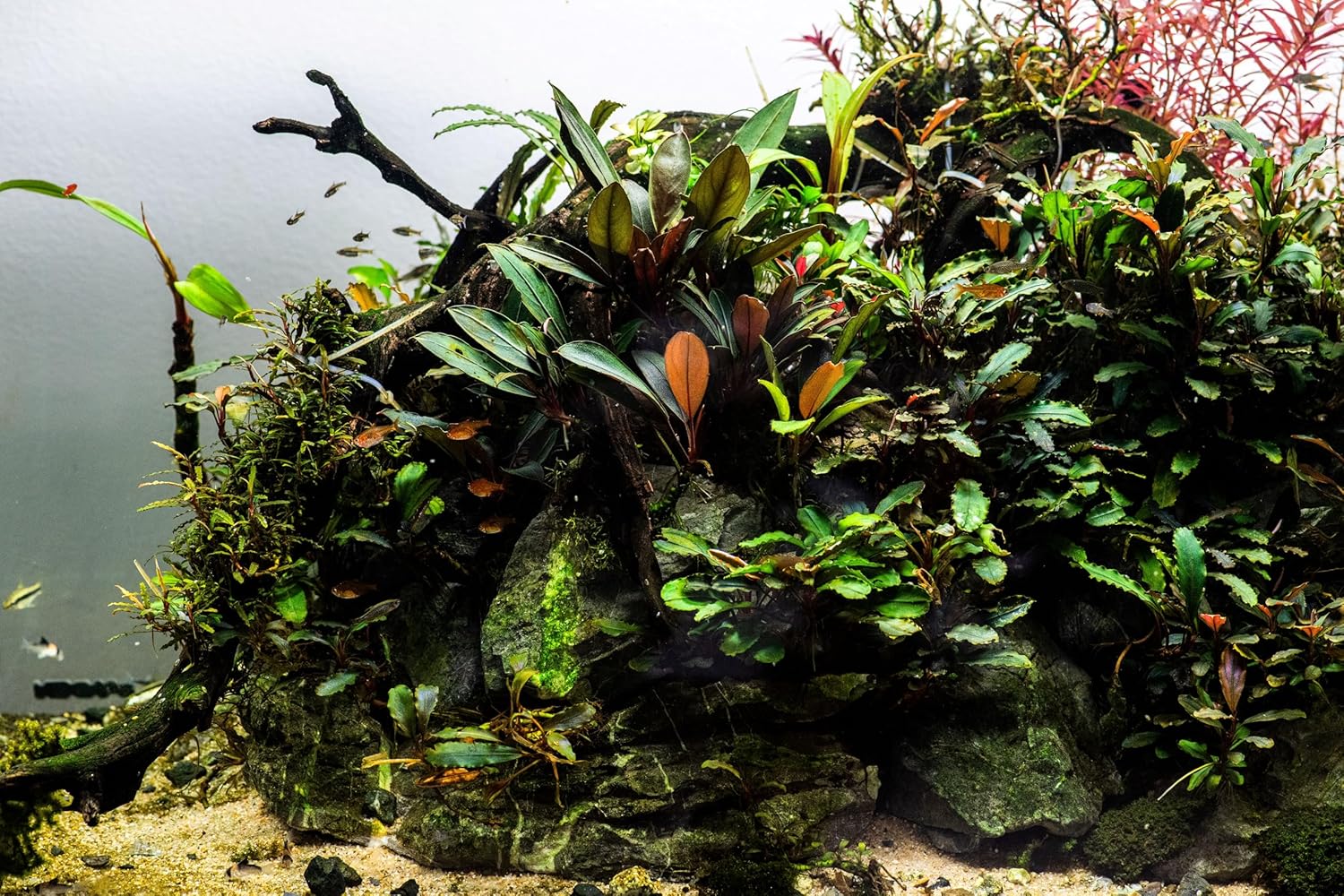 Generic Bucephalandra Live Aquarium Plant Collection - Rare Aquatic Plants for Lush Aquarium Scapes, Natural Freshwater Fish Tank Decorations, Ideal Gift for Aquarists (5 Loose Plants)