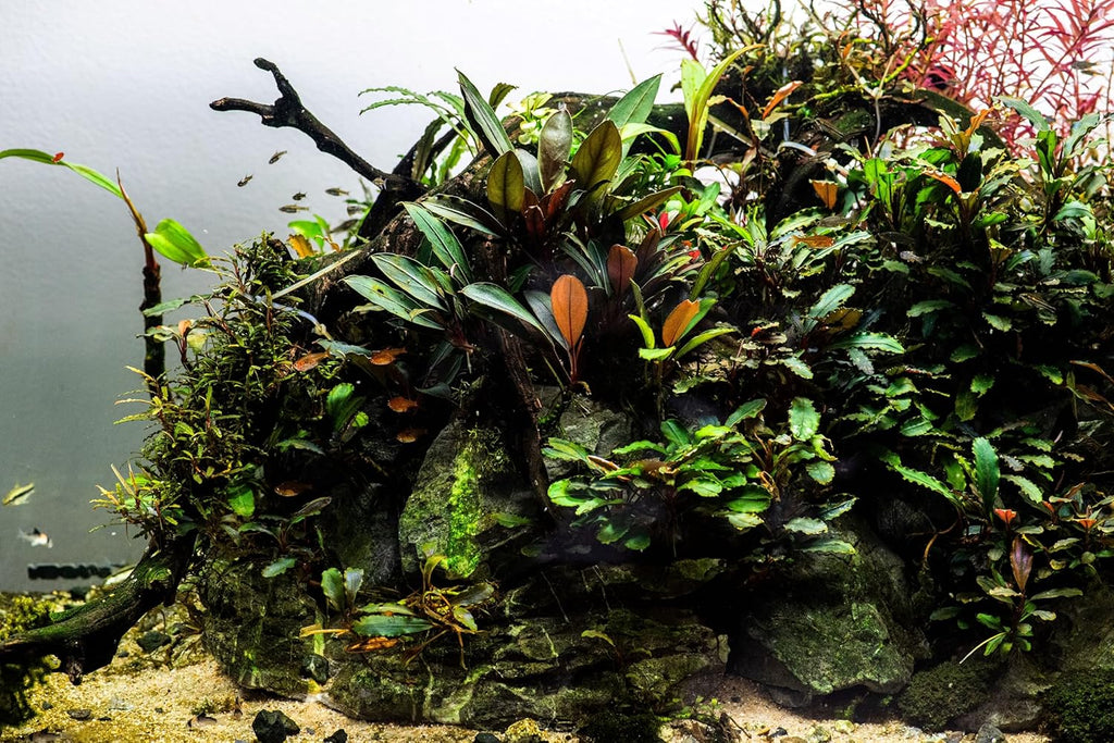 Generic Bucephalandra Live Aquarium Plant Collection - Rare Aquatic Plants for Lush Aquarium Scapes, Natural Freshwater Fish Tank Decorations, Ideal Gift for Aquarists (1 Loose Plant)