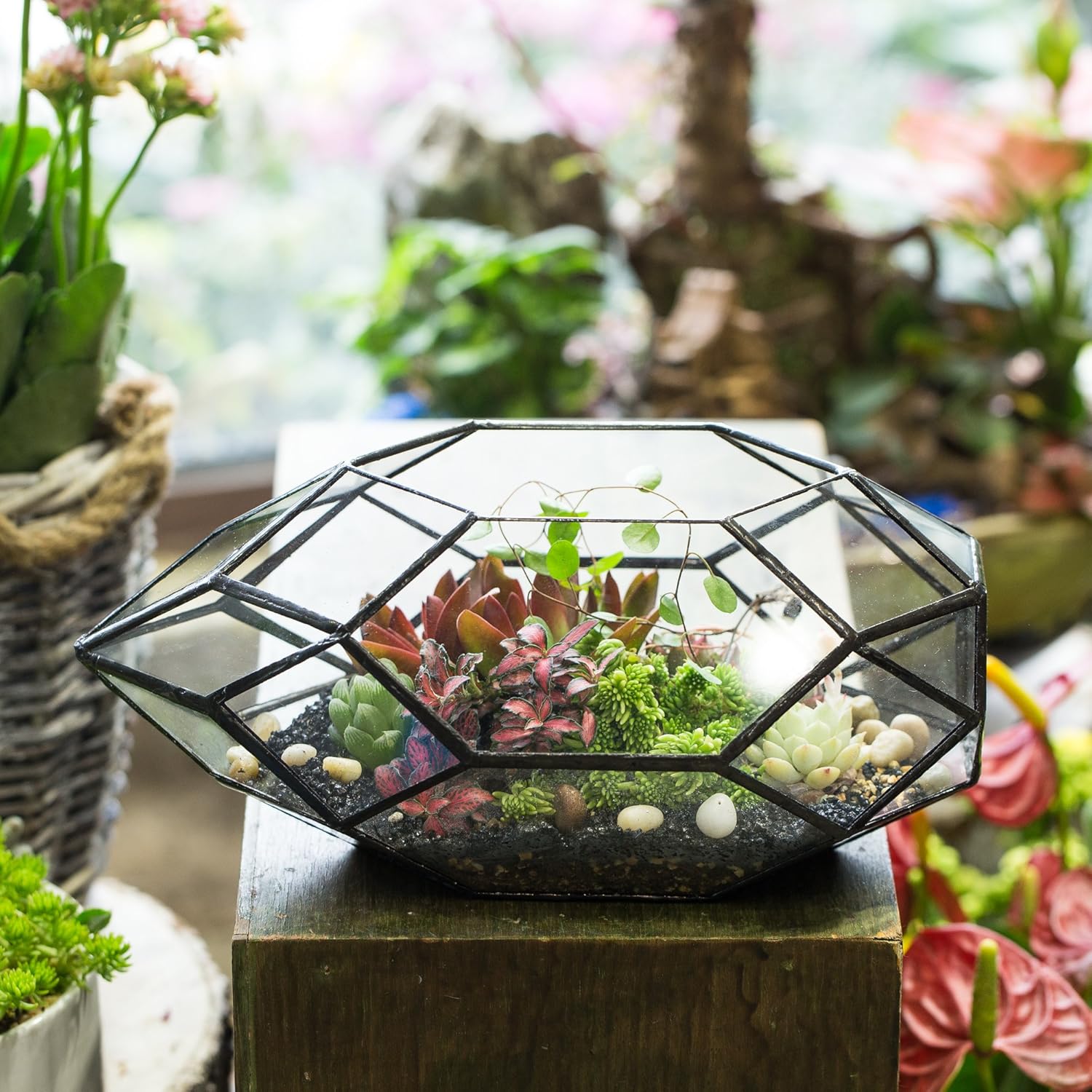 NCYP 6.5 x 5.9 x 11 Inches Geometric Glass Terrarium for Succulent, Air Plants - Large Irregular Clear Planter Pot, Indoor Tabletop Centerpiece, Wedding Garden Decor, Black (No Plants)