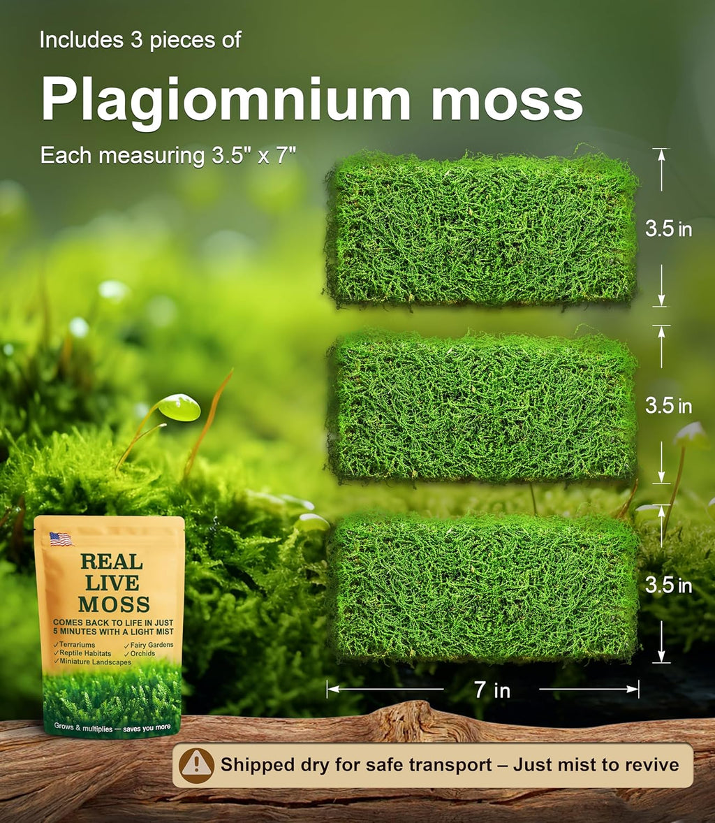 Live Moss – Plagiomnium Moss (3 Sheets, Each Approx. 3.5"x7") for Terrariums, Moss Balls, Bonsai & Natural Plant Decor – Naturally Grown, Reusable, Not Artificial