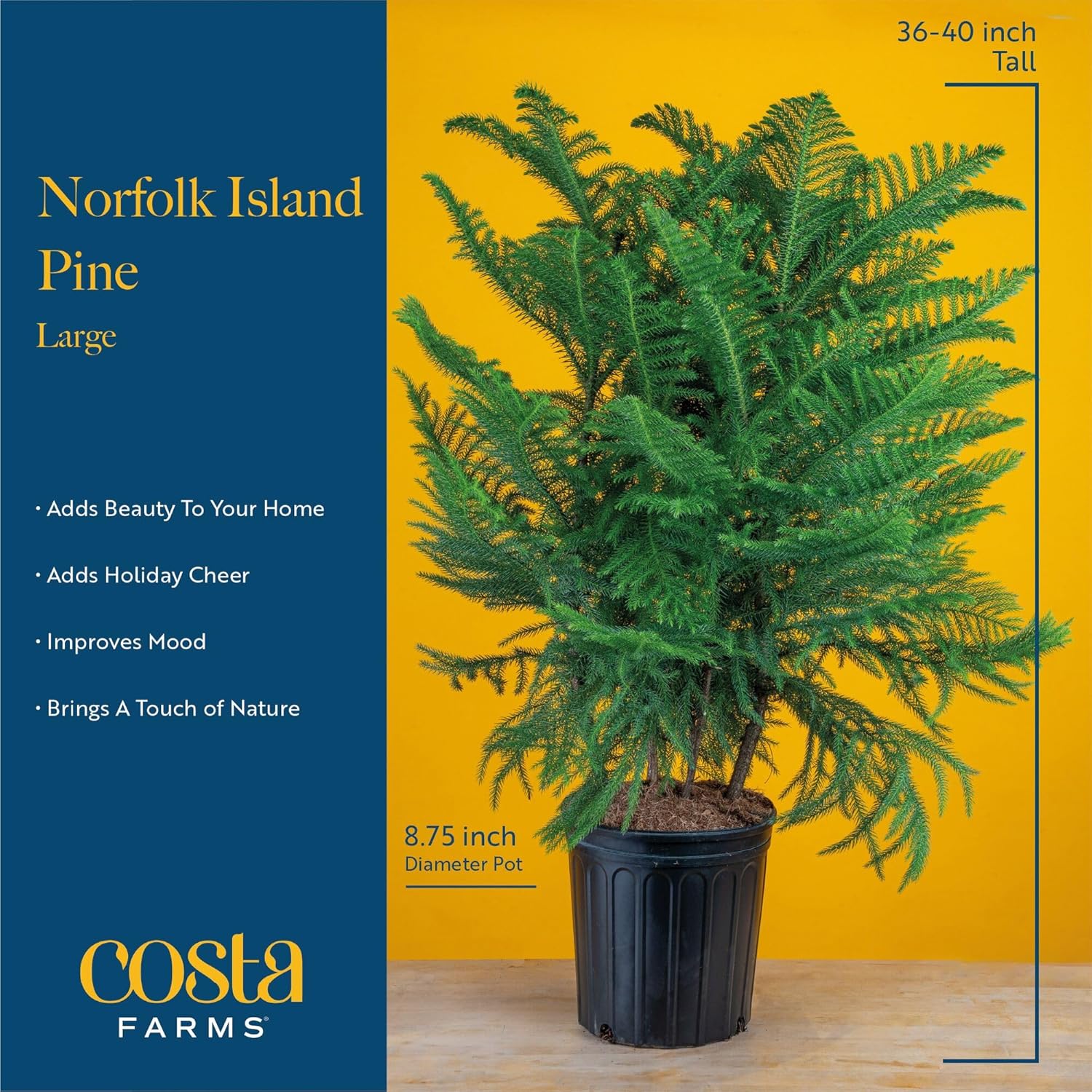 Costa Farms Live Christmas Tree, Large Norfolk Island Pine in Premium Indoor Décor Plant Pot, Houseplant Christmas Decoration, Christmas Gift or Room Decor, 3 Feet Tall