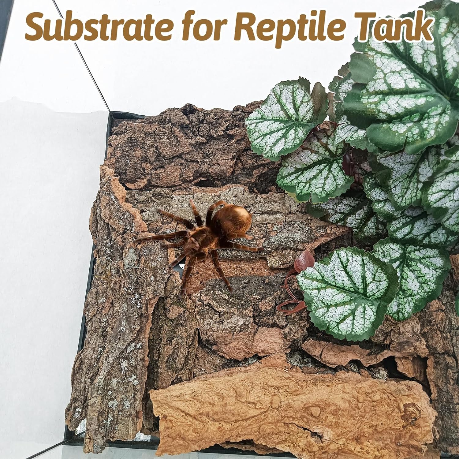 BNOSDM Reptile Cork Bark Substrate 10oz Tortoise Bedding for Habitat Natural Flat Cork Wood Bulk Terrarium Reusable Champagne Bark for Lizard, Crested Gecko, Spider, Chameleon, Ball Python, Tree Frog