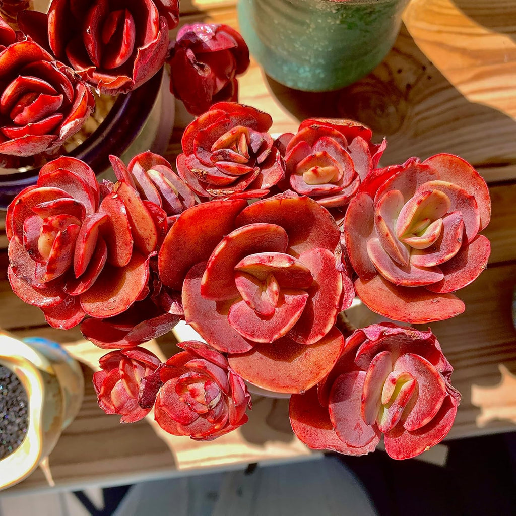 FWPP Live Succulents Plants Echeveria Suyon 4.3 inches,Rare red Succulents Bare Root Without Pot Soil, Live Plants Indoor Office Decoration Wedding and Gift