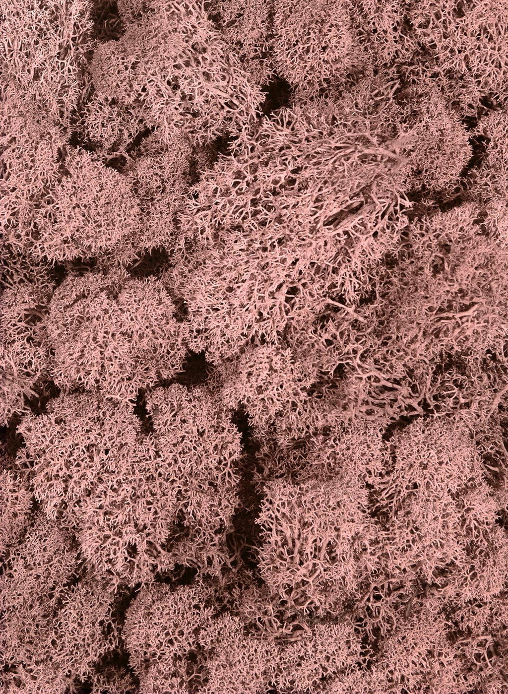 SuperMoss 7 59834 3 23152 Moss, 200 Cubic inch (in3) Bag (Appx. 8oz), Dusty Rose