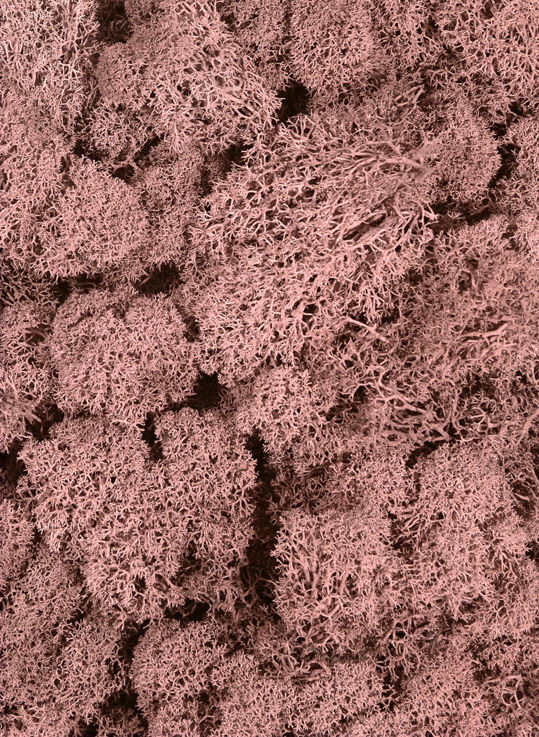 SuperMoss (21791) Reindeer Moss – Soft Preserved Moss for Home Decor, Crafts, Terrariums, Floral Design, and Wedding Decorations, 2,588 cu in, Dusty Rose