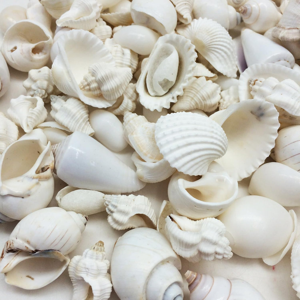 PEPPERLONELY Medium White Shell Mix Sea Shells, 10 OZ Apprx. 70+ PC Shells, 3/4 Inch ~ 1-3/4 Inch