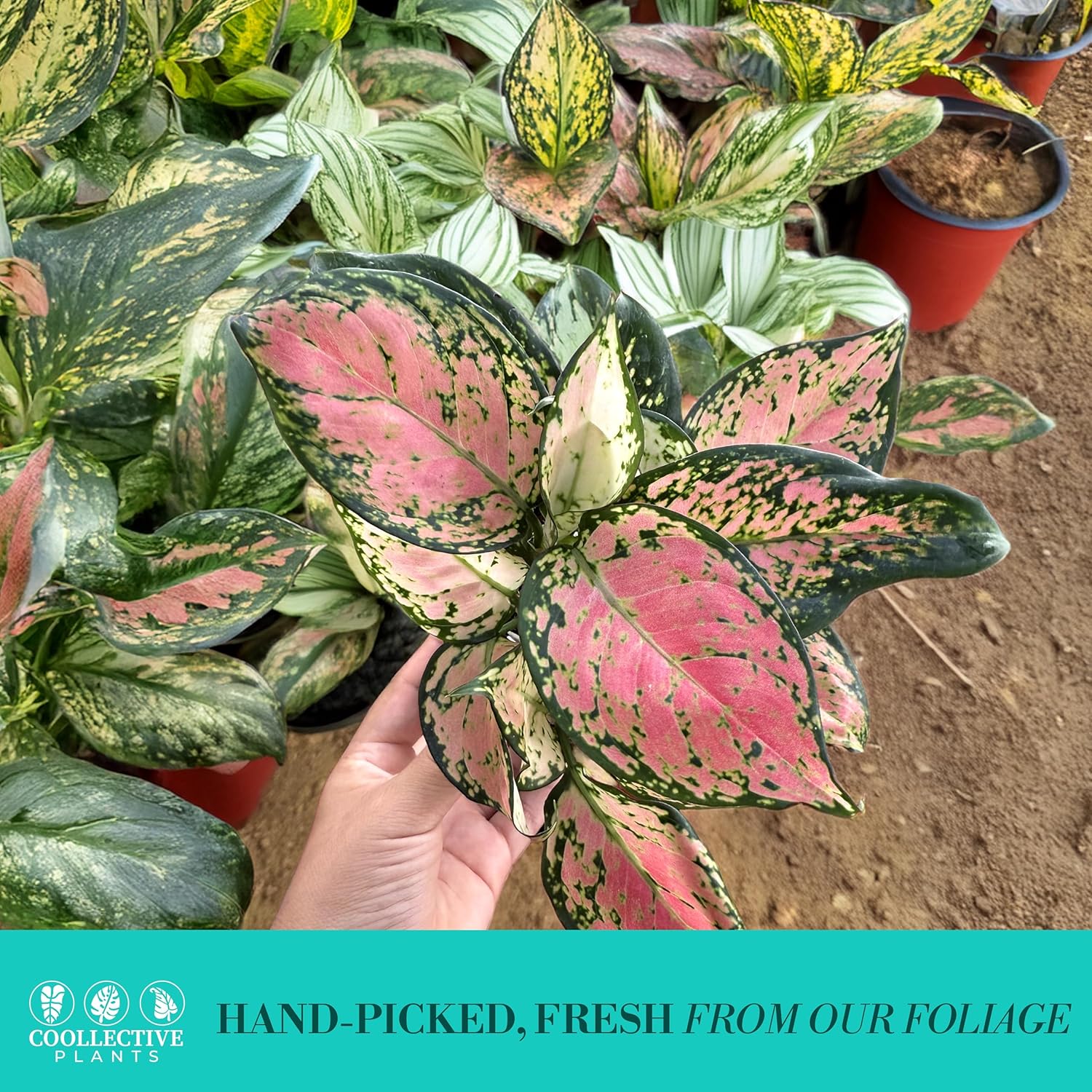 CoollectivePlants Aglaonema Katrina – Aglaonema Live Plant in 4” Growers Pot - Chinese Evergreen Plant Live, Green and Pink Variegated Foliage, Easy Low Light Houseplant