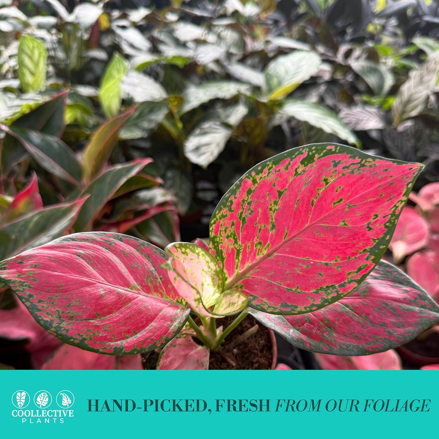 CoollectivePlants Aglaonema Richard – Aglaonema Live Plant in 4” Growers Pot | Chinese Evergreen Live Houseplant with Green & Cream Variegated Leaves | Easy Low Light Indoor Plant