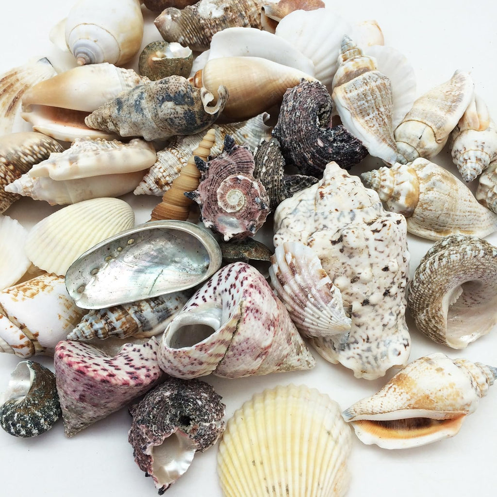 PEPPERLONELY Large Special Philipine Mix Sea Shells, 16 OZ Apprx. 1 Inch ~ 3 Inch
