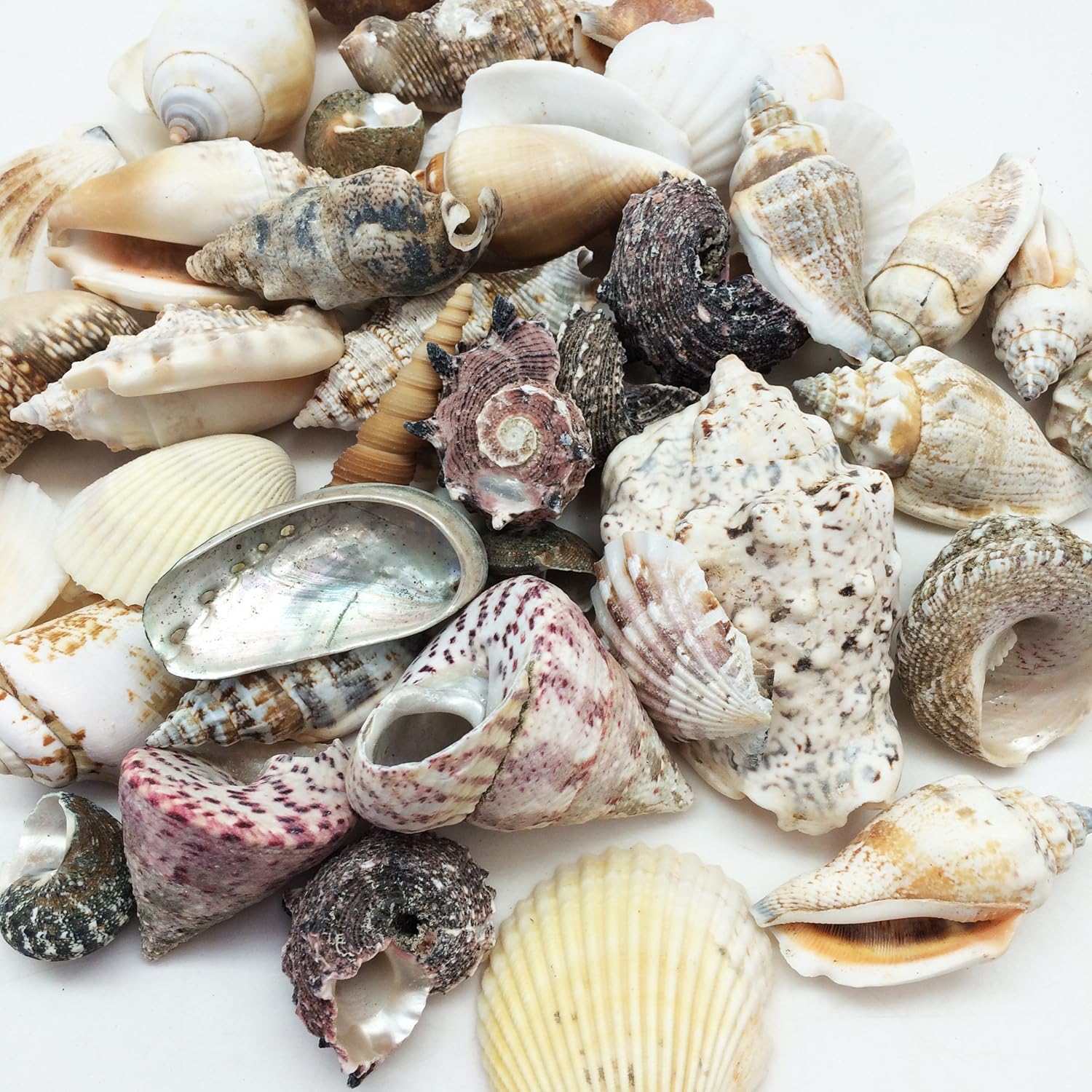 PEPPERLONELY Large Special Philipine Mix Sea Shells, 16 OZ Apprx. 1 Inch ~ 3 Inch