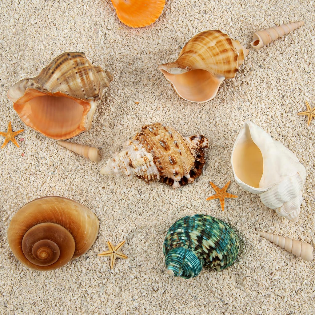6PCS Medium Large Hermit Crab Shells | Natural Sea Conch Size 2.3" - 3.5", Opening Size 1" - 2.1" | Turbo Seashells for Hermit Crab Supplies and Beach Decoration Large Sea Shell