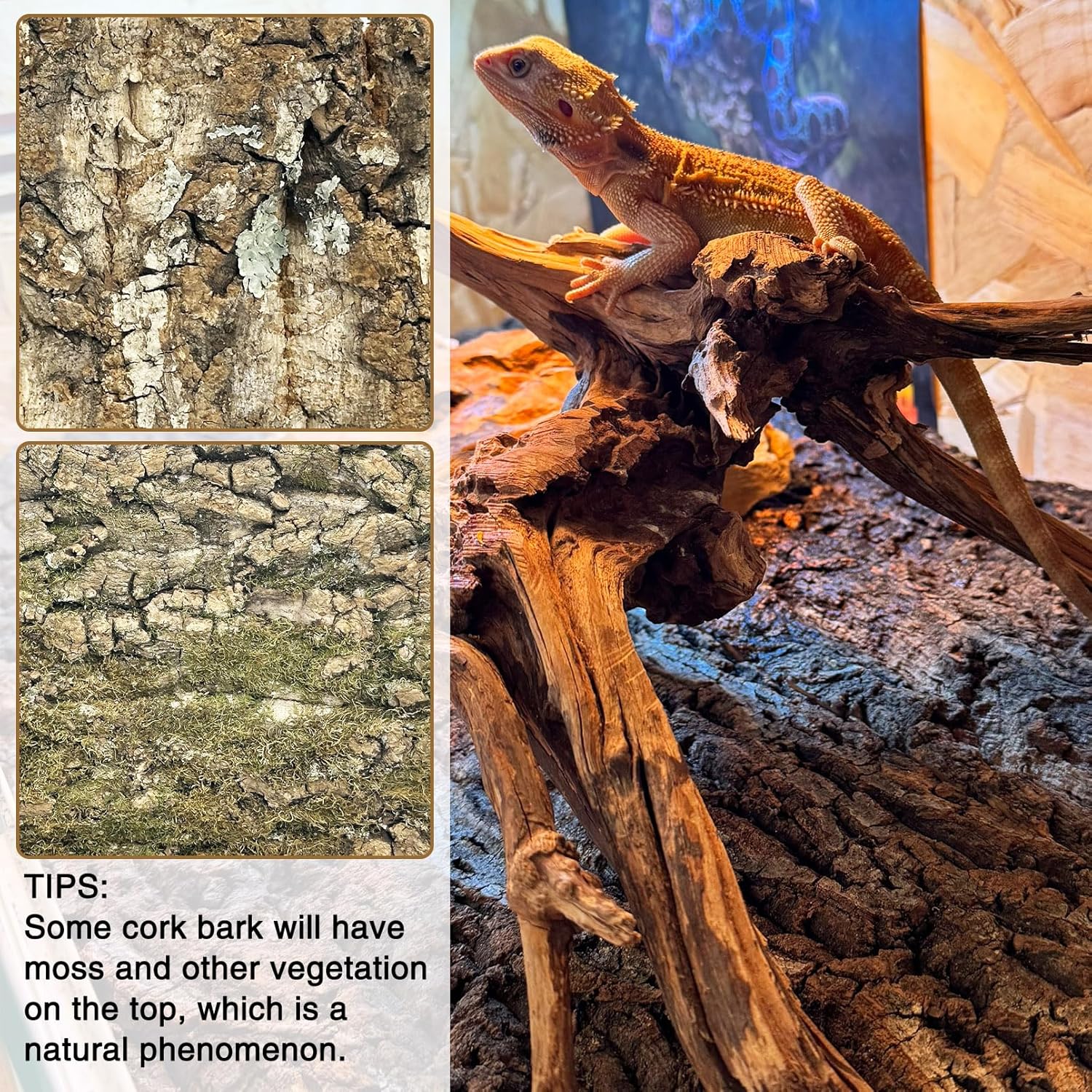 Fhiny 10 PCS Cork Bark Background, 11.6" x 7.7" Natural Cork Bark for Reptiles Bearded Dragon Climbing Backdrop Terrarium Habitat Wall Decor Accessories for Turtle Gecko Lizard Snake Spider Frog
