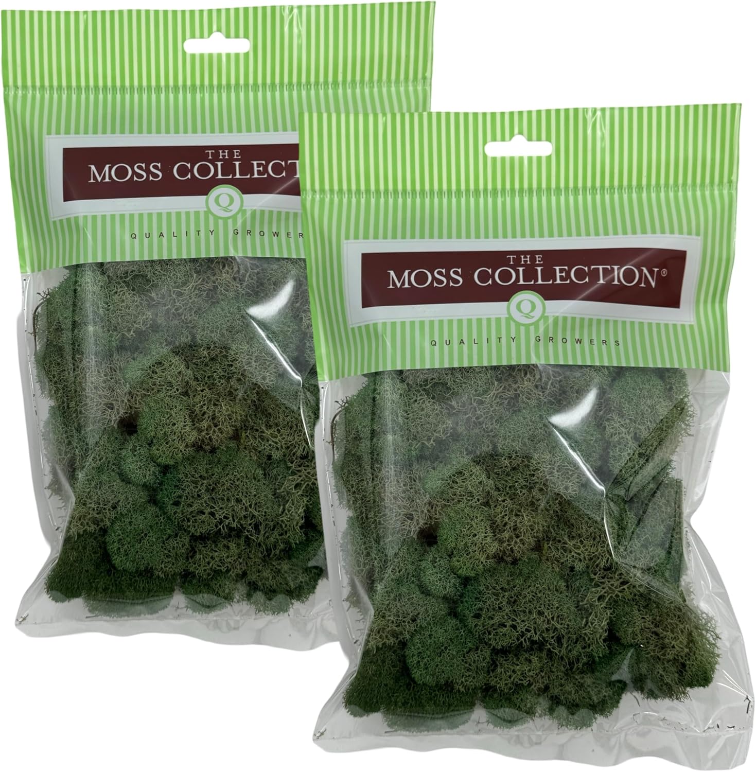 Quality Growers - Preserved Reindeer Moss - Moss for Crafts, Home Decor, Art, Design & DIY Projects - Non-Toxic - USA Made (Basil, Small, 2-Pack)
