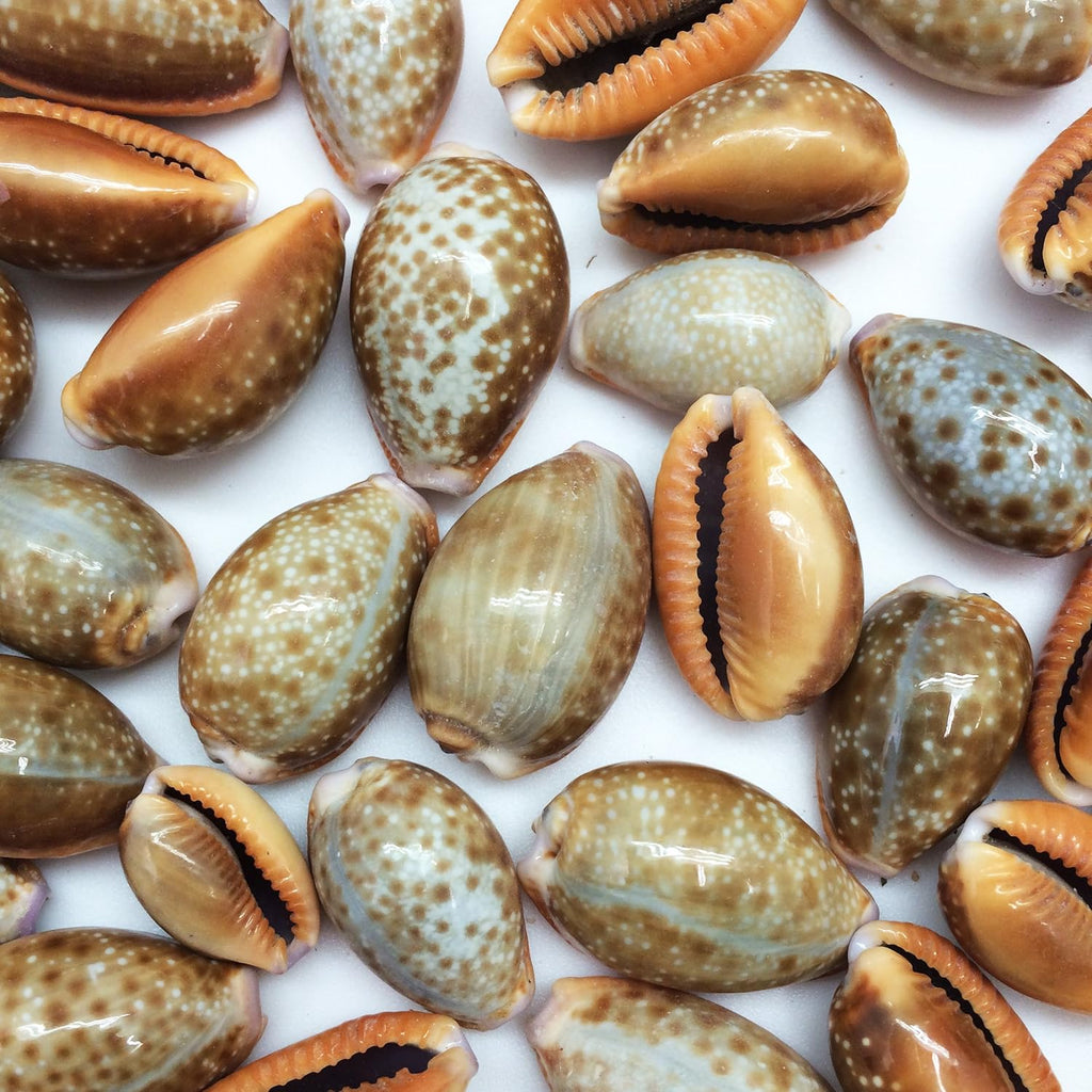 PEPPERLONELY 20PC Honey Cowry Sea Shells, Erosaria Helvola Shells, 2/3 Inch ~ 1 Inch