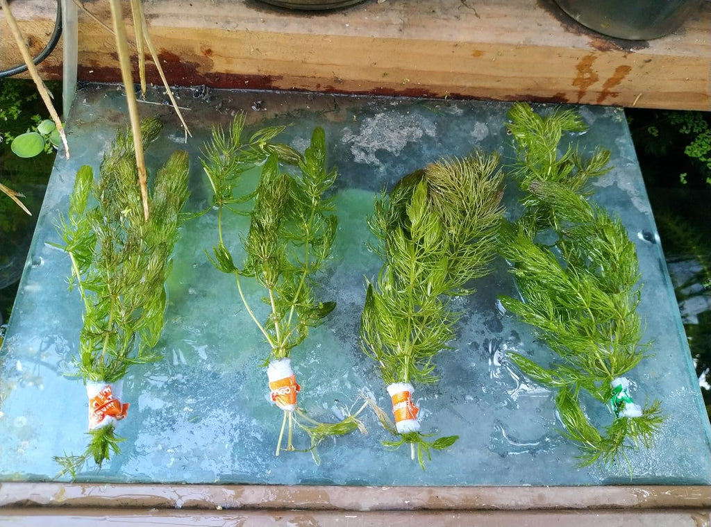 Live Hornwort Coontail Aquarium Plants, 4 Bunches with 3 Stems Each, 6-8 Inch Length, Freshwater Submerged Plants for Fish Tank