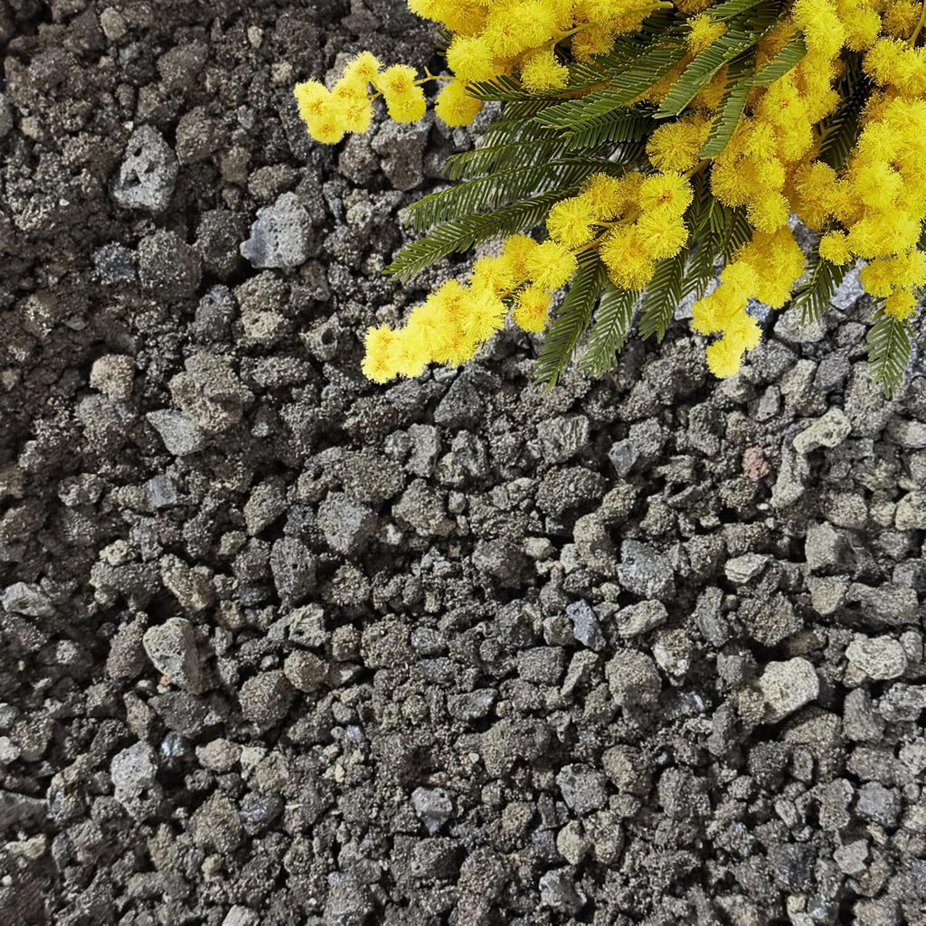Lava Rocks for Plants (3/8’’ Minus), Natural Black Lava Rocks, Succulent & Terrarium Horticultural Volcanic Rock, Ideal Drainage for Potted Plants, Made in USA (3 qts - 4.8 lbs)
