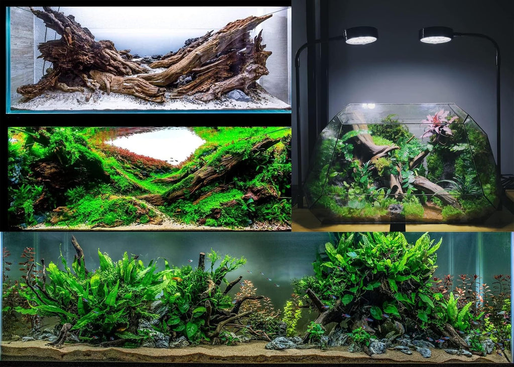 Azil Natural Driftwood 6'' - 8'' Perfect Aquarium Decoration! Ideal for Fish Tanks, Freshwater Aquariums, terrariums, aquascaping, hardscaping,Aquatic Plants.
