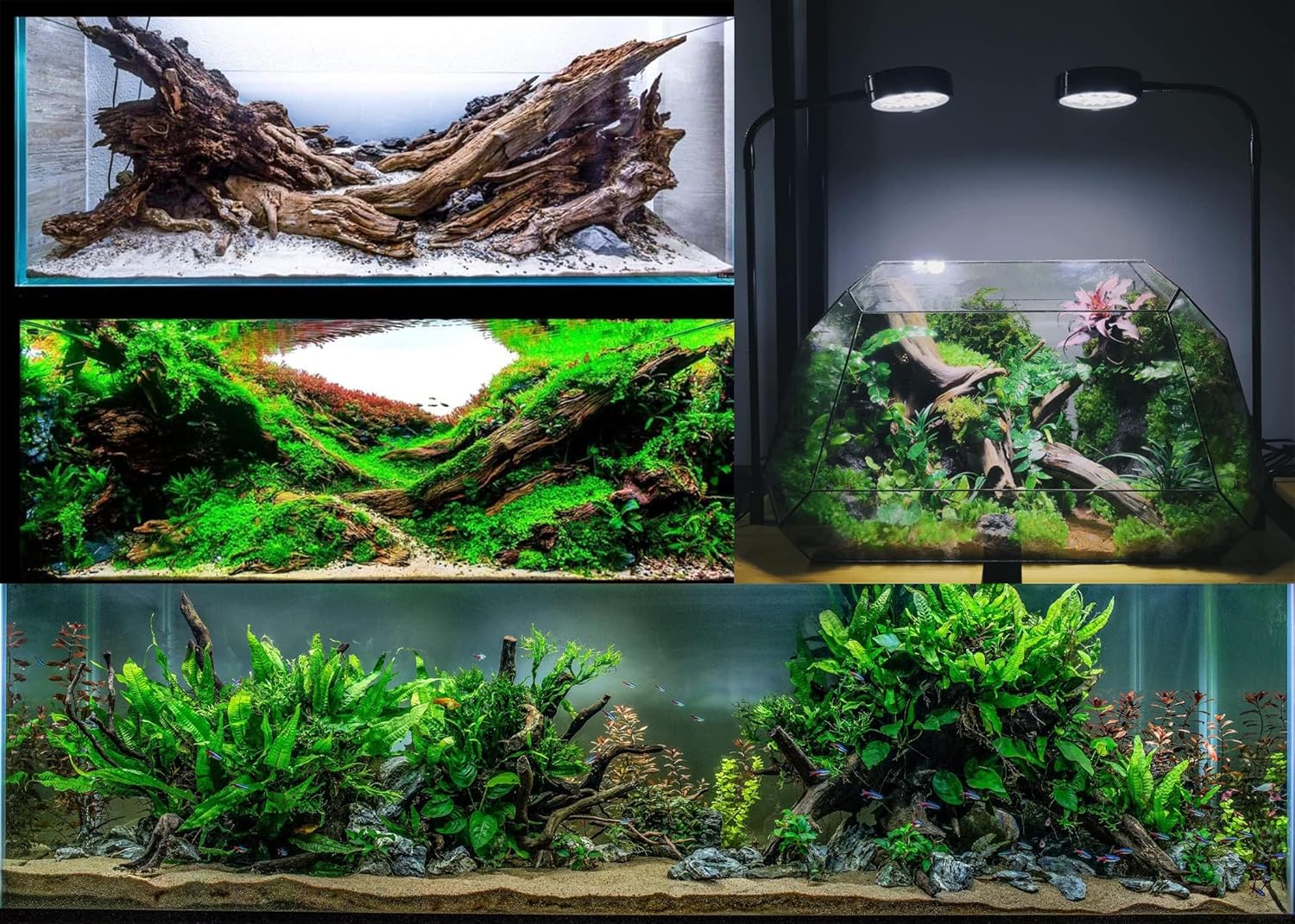 Azil Natural Driftwood 6'' - 8'' Perfect Aquarium Decoration! Ideal for Fish Tanks, Freshwater Aquariums, terrariums, aquascaping, hardscaping,Aquatic Plants.