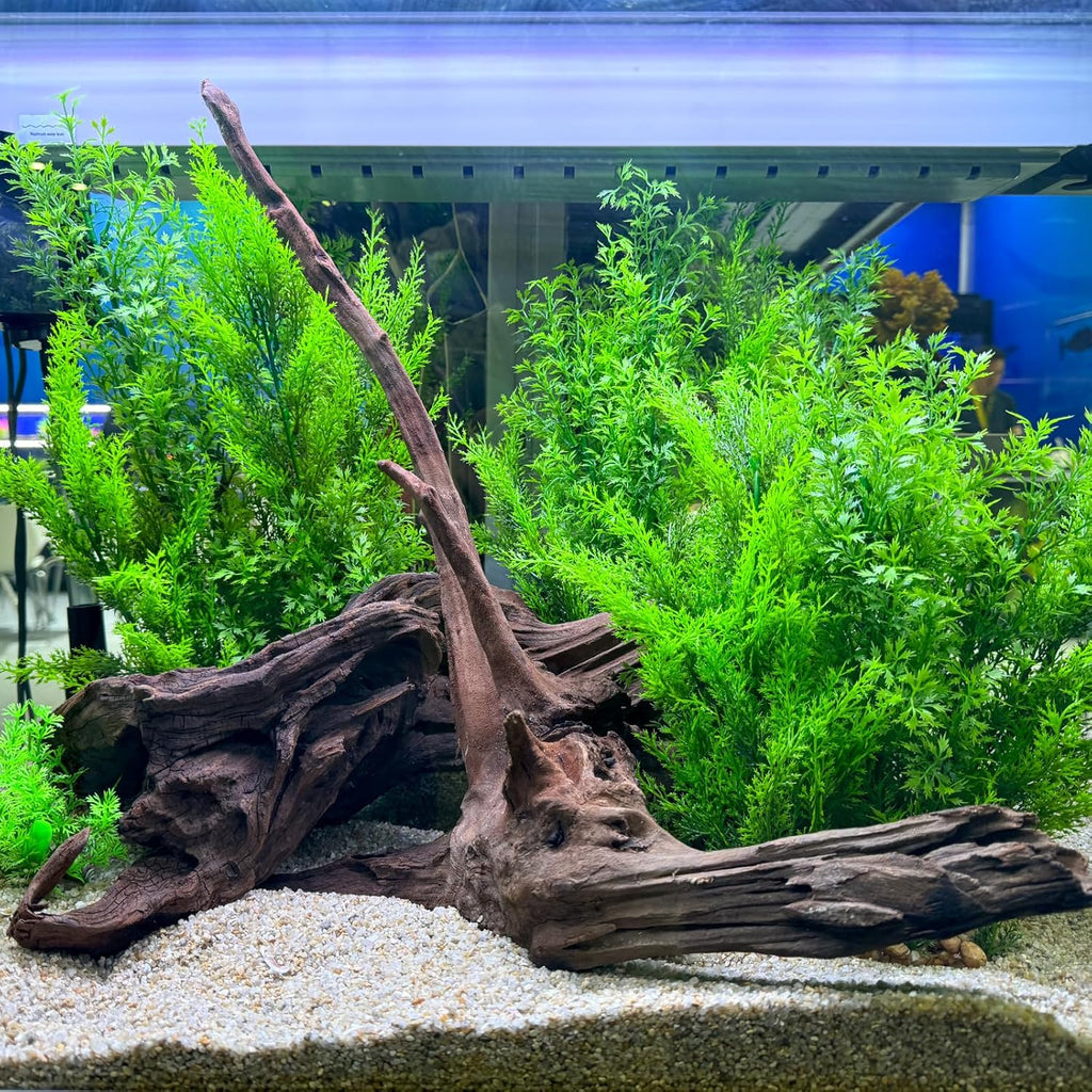 Natural Driftwood Spider Wood Branches Fish Tank and Reptile Terrarium Decor Assorted Sizes for Aquariums and Lizard Habitats (8-11 inch (Pack of 3), Mopani Driftwood)