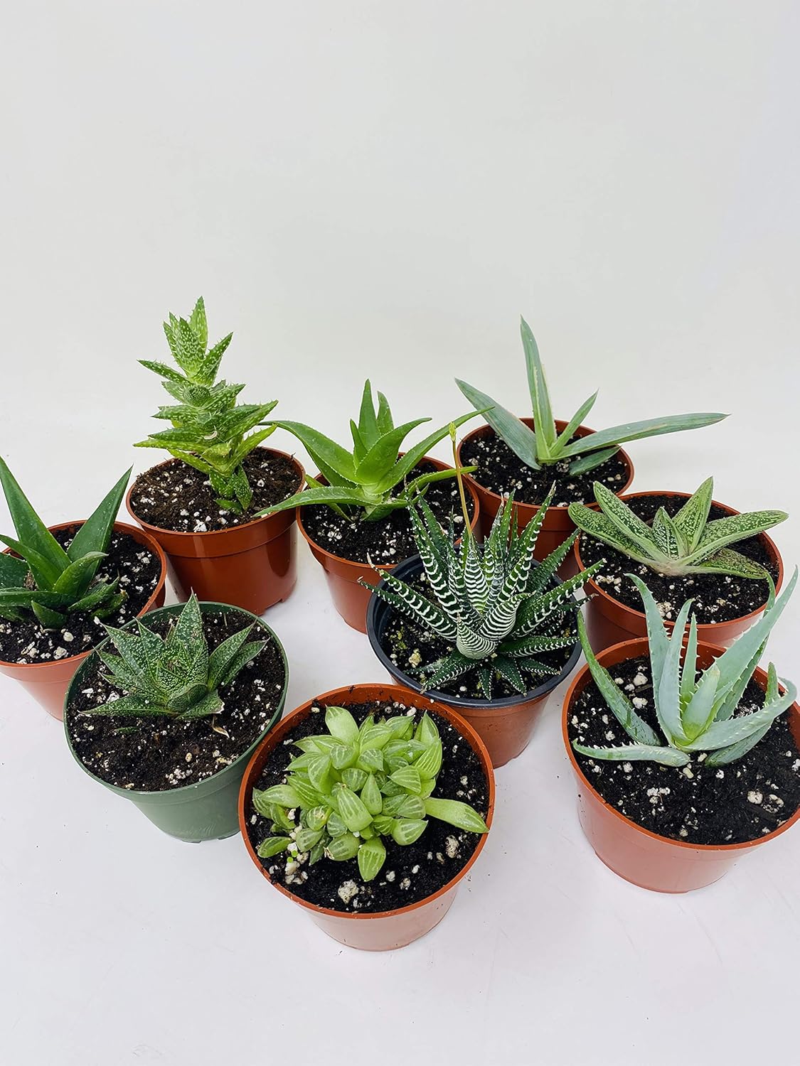 Haworthia Collection 5 Plants - Easy to Grow/hard to Kill - 3" Pot From Jmbamboo