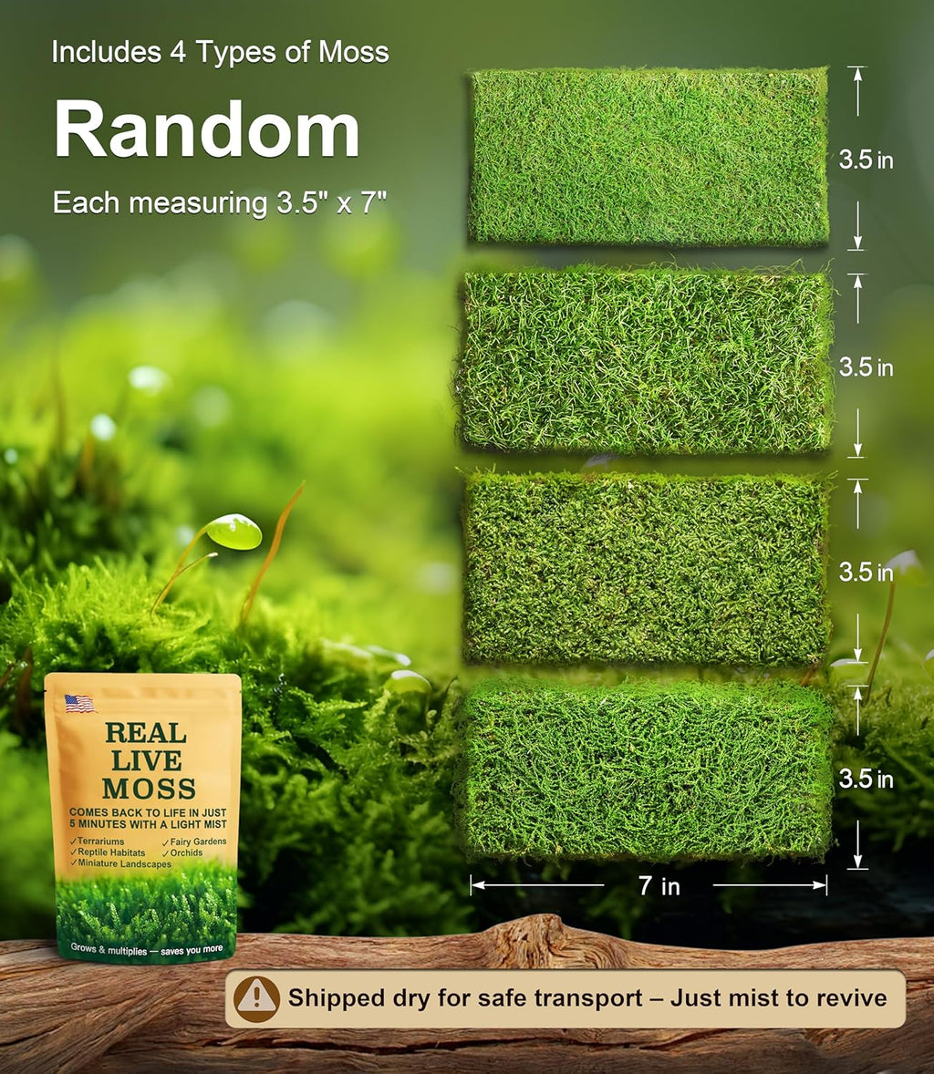 Live Moss 4-Pack (Each 3.5"x7") – Real Mixed Moss for Terrariums, Reptile Habitats, Fairy Gardens & Potted Plants – 4 Random Varieties, Easy to Revive, Natural Green Decor