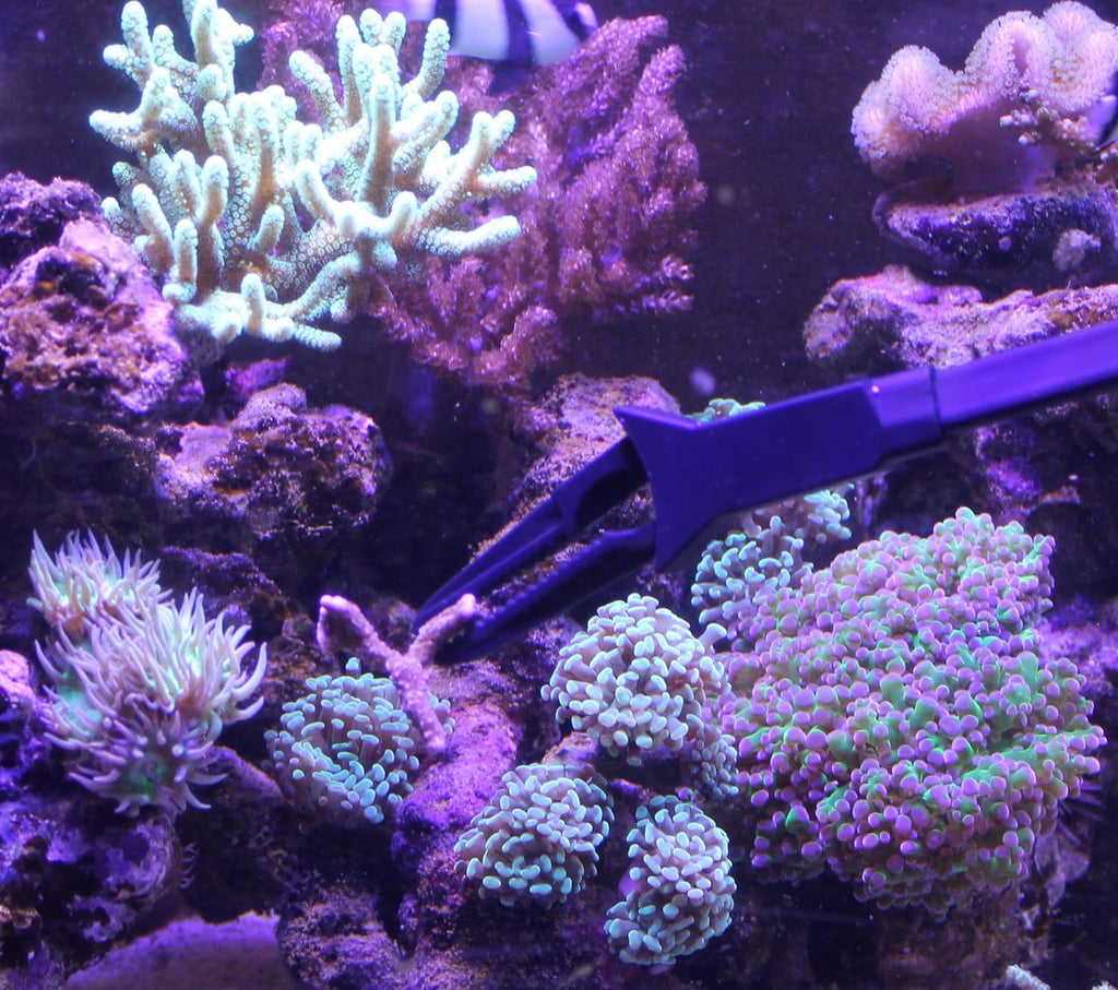 Aquarium Tongs 27 inch (70 cm), 100% Reef Safe, Multi Purpose for Fresh and Saltwater Fish Tanks, Clip Plants, Spot Feed Fish and Coral, Keep Hands Dry