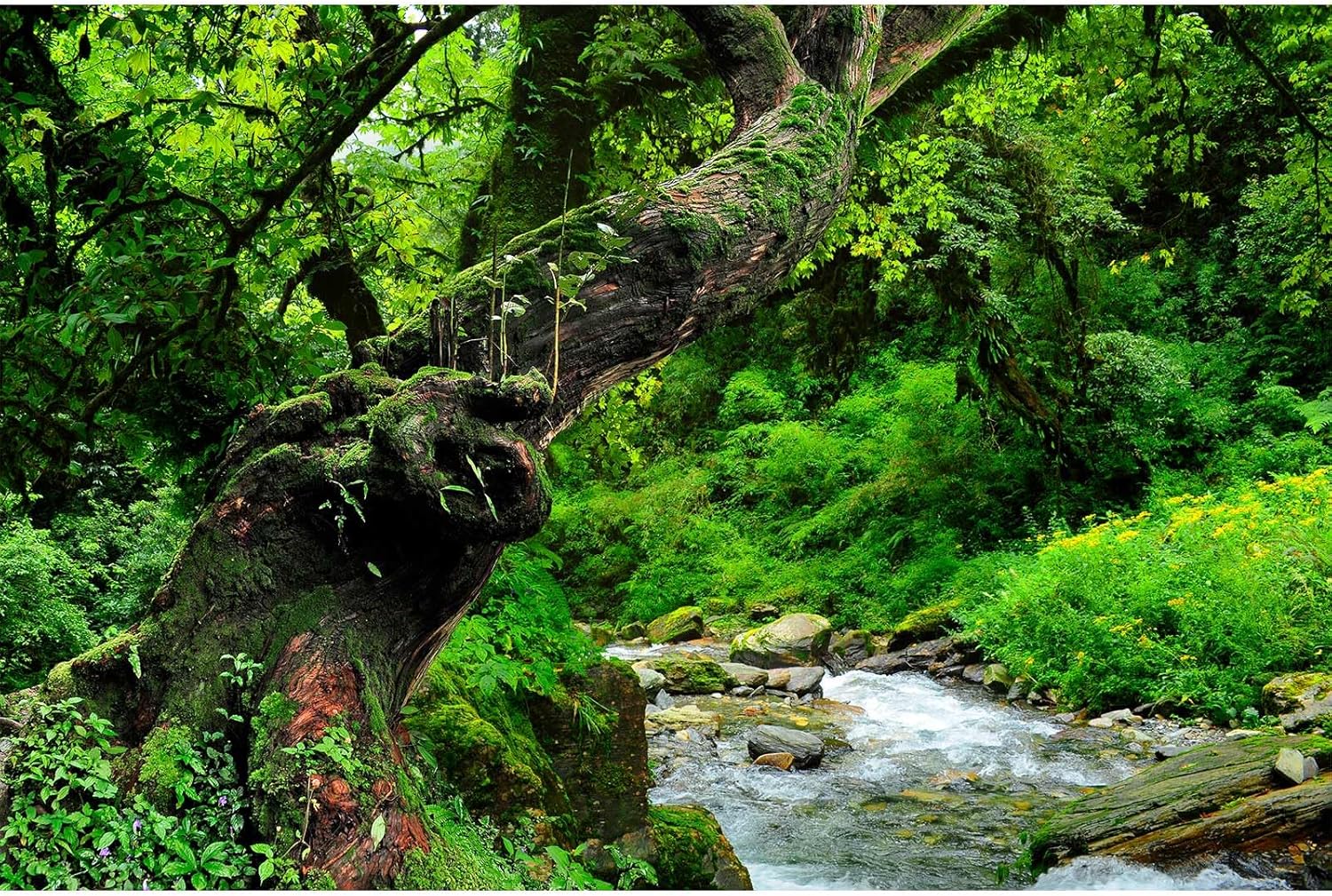 Jungle Rainforest Aquarium Background Lush Green Old Trees Stream Terrarium Background Rock River Forest Natural Landscape Fish Tank Background Jungle Style Reptile Habitat Background 30x18in