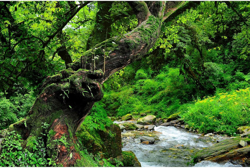 Jungle Rainforest Aquarium Background Lush Green Old Trees Stream Terrarium Background Rock River Forest Natural Landscape Fish Tank Background Jungle Style Reptile Habitat Background 24x16in