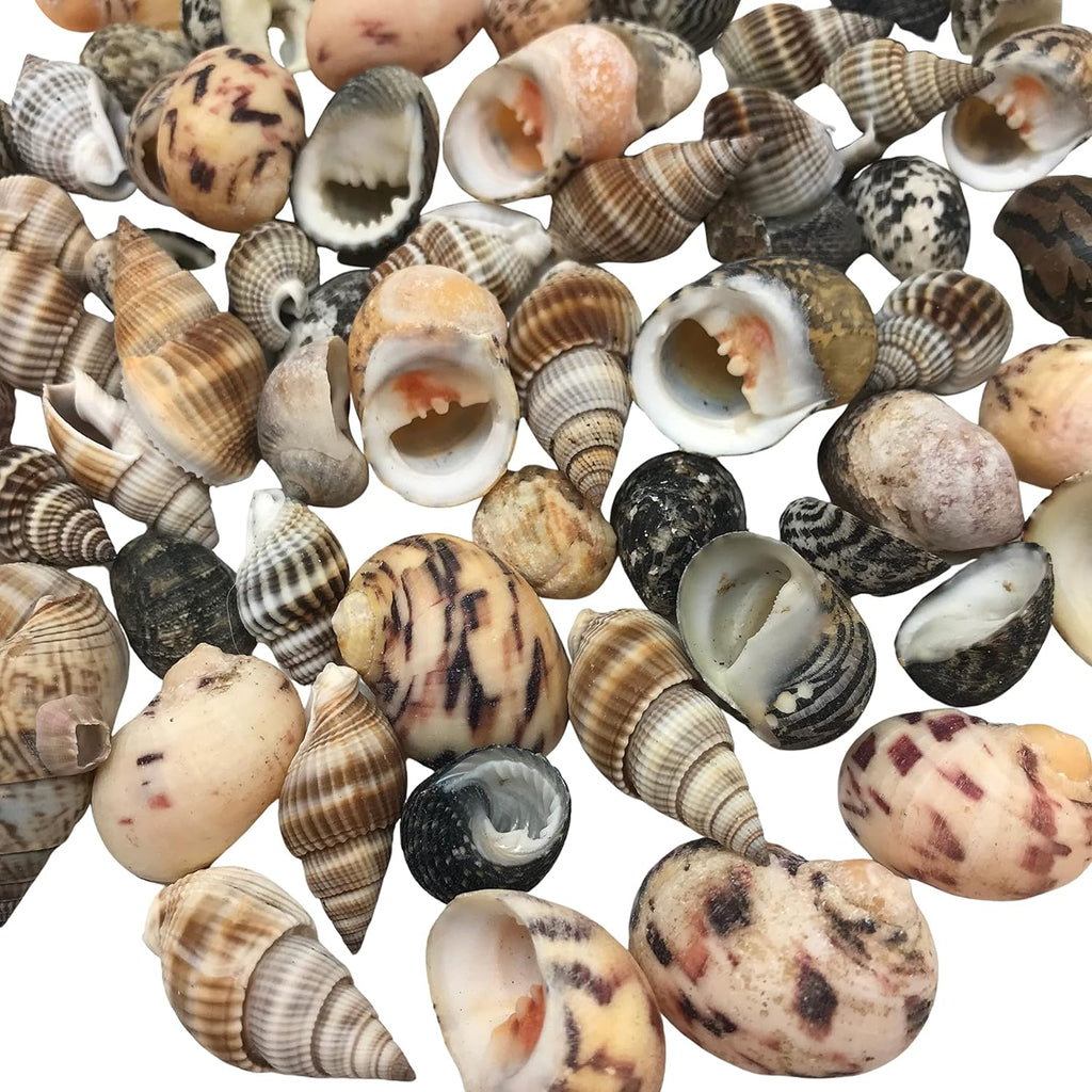 PEPPERLONELY Small Mix Sea Shells, Very Clean, 6 OZ Apprx., 1/2 Inch ~ 1-1/4 Inch