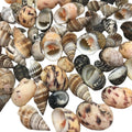 PEPPERLONELY Small Mix Sea Shells, Very Clean, 6 OZ Apprx., 1/2 Inch ~ 1-1/4 Inch