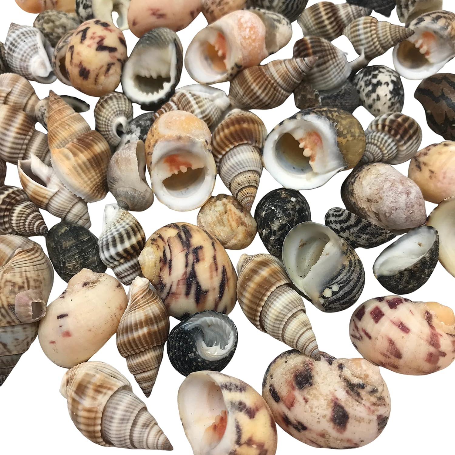 PEPPERLONELY Small Mix Sea Shells, Very Clean, 6 OZ Apprx., 1/2 Inch ~ 1-1/4 Inch